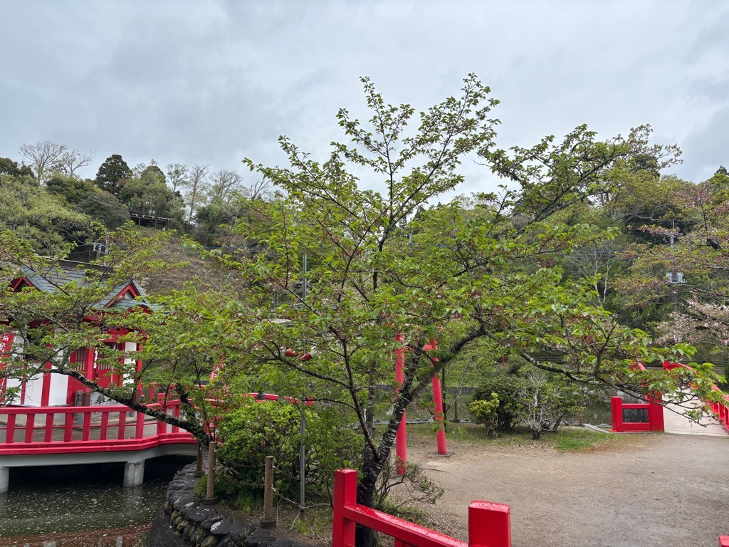 弁天島　桜状況　4月10日時点