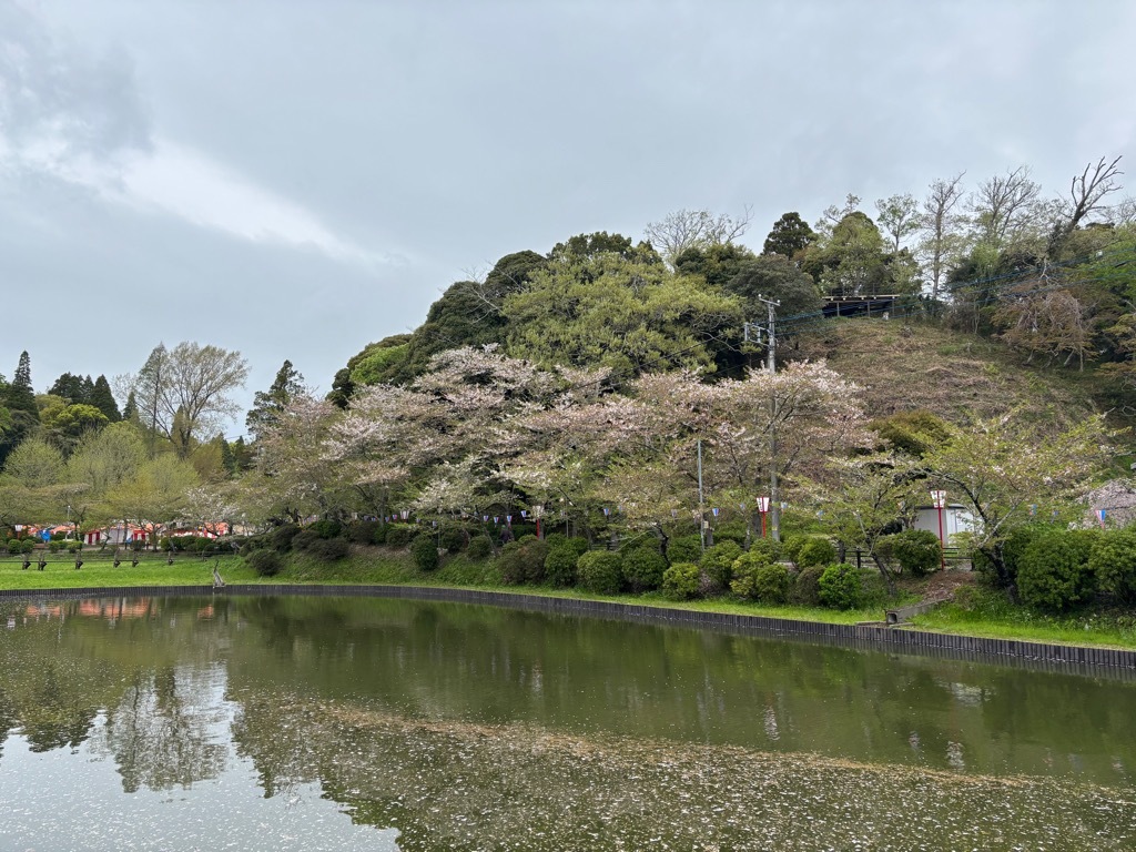弁天島北側　桜状況　4月10日時点