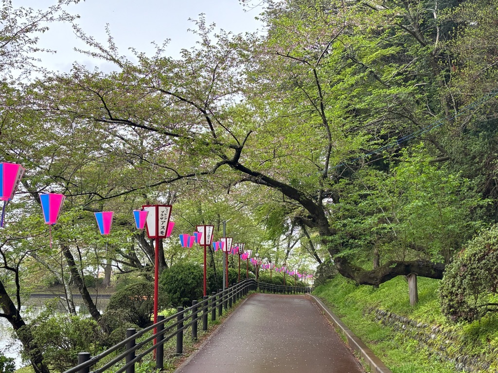 南側園路　桜状況　4月10日時点