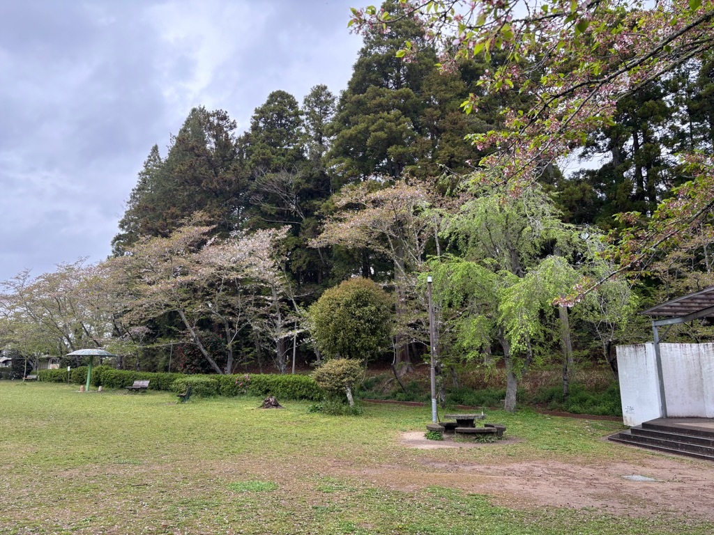 ステージ横　桜状況　4月10日時点