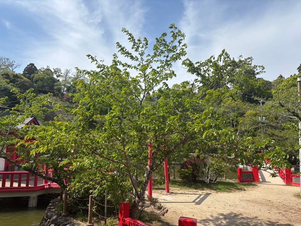 弁天島　桜状況　4月17日時点