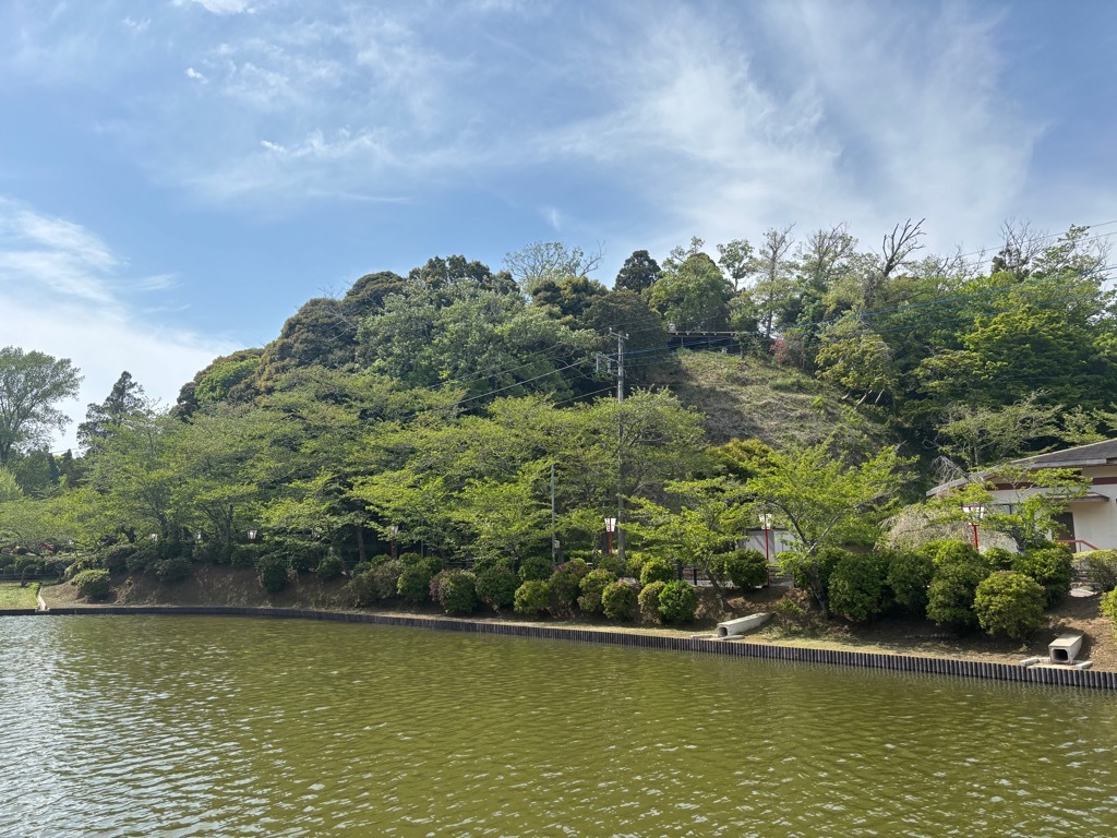 弁天島北側　桜状況　4月17日時点