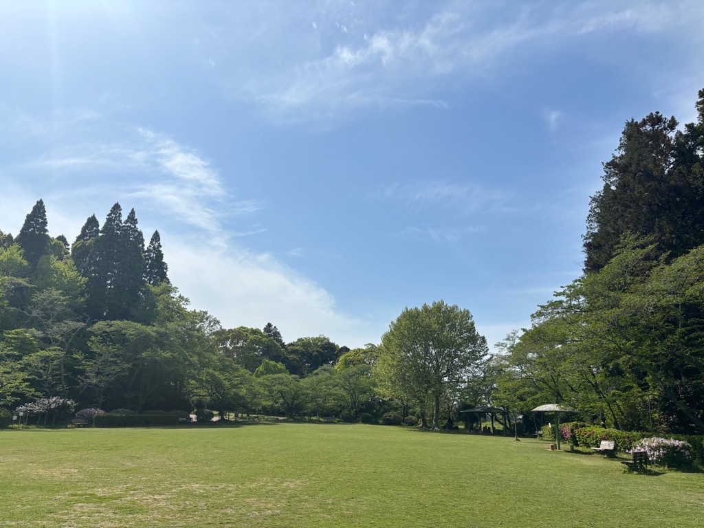 広場　桜状況　4月17日時点