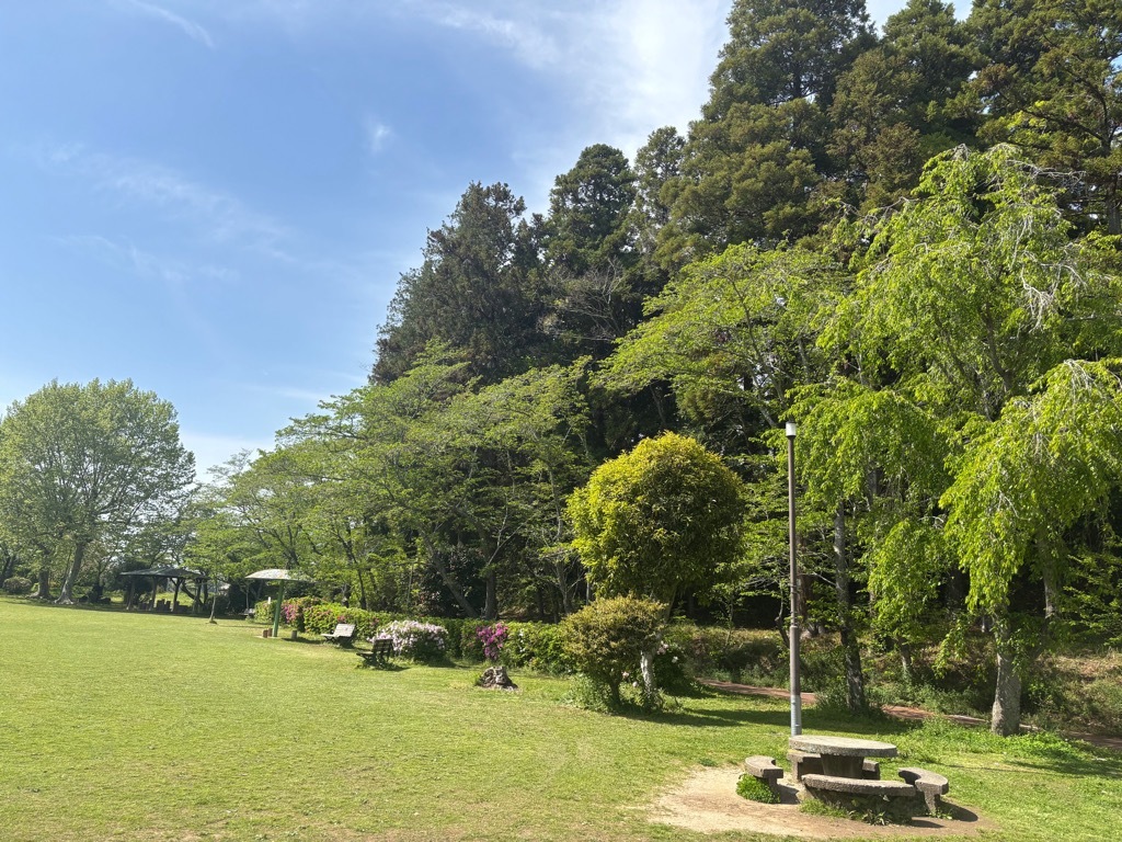 ステージ横　桜状況　4月17日時点