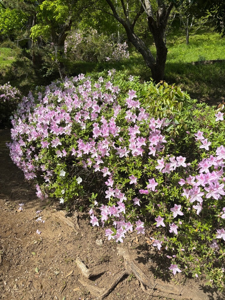 園路　つつじ　開花状況　令和8年4月20日時点