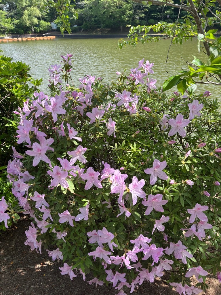 弁天湖　つつじ　開花状況　令和8年4月20日時点