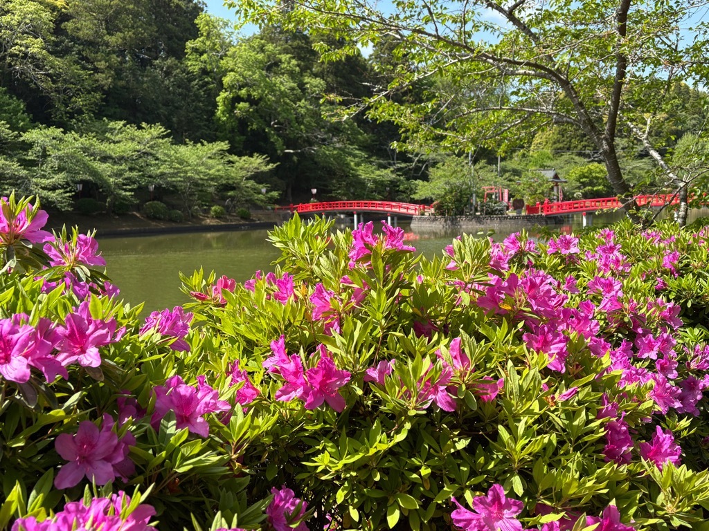 園路　つつじ開花状況　4月22日時点