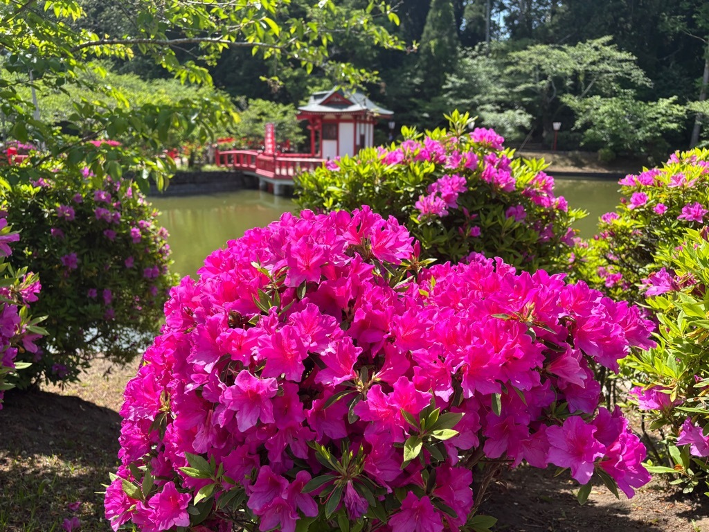 園路つつじと弁天島　つつじ開花状況　4月22日時点