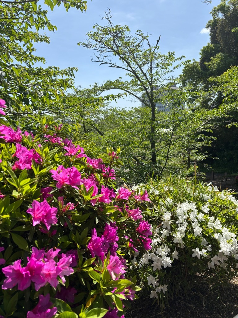 つつじ開花状況　4月22日時点