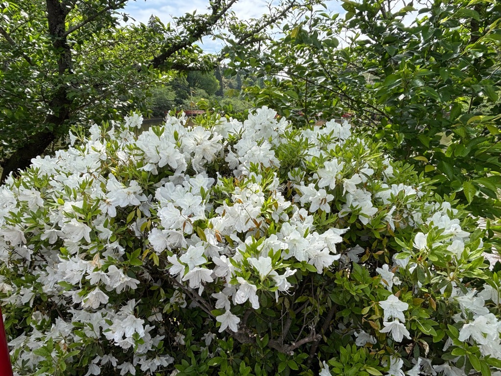 弁天湖回り　つつじ開花状況　4月27日時点
