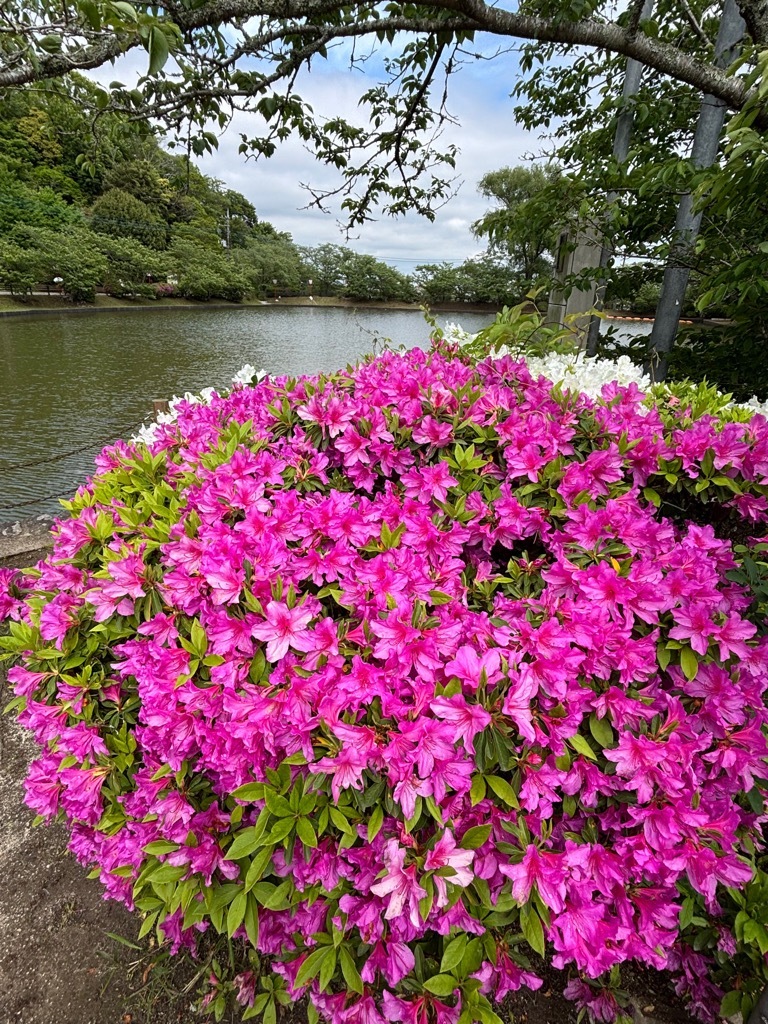 弁天島　つつじ開花状況　4月27日時点