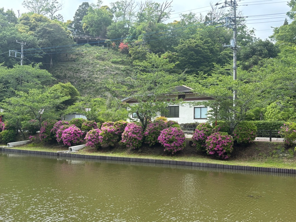 弁天湖北側　つつじ開花状況　4月27日時点