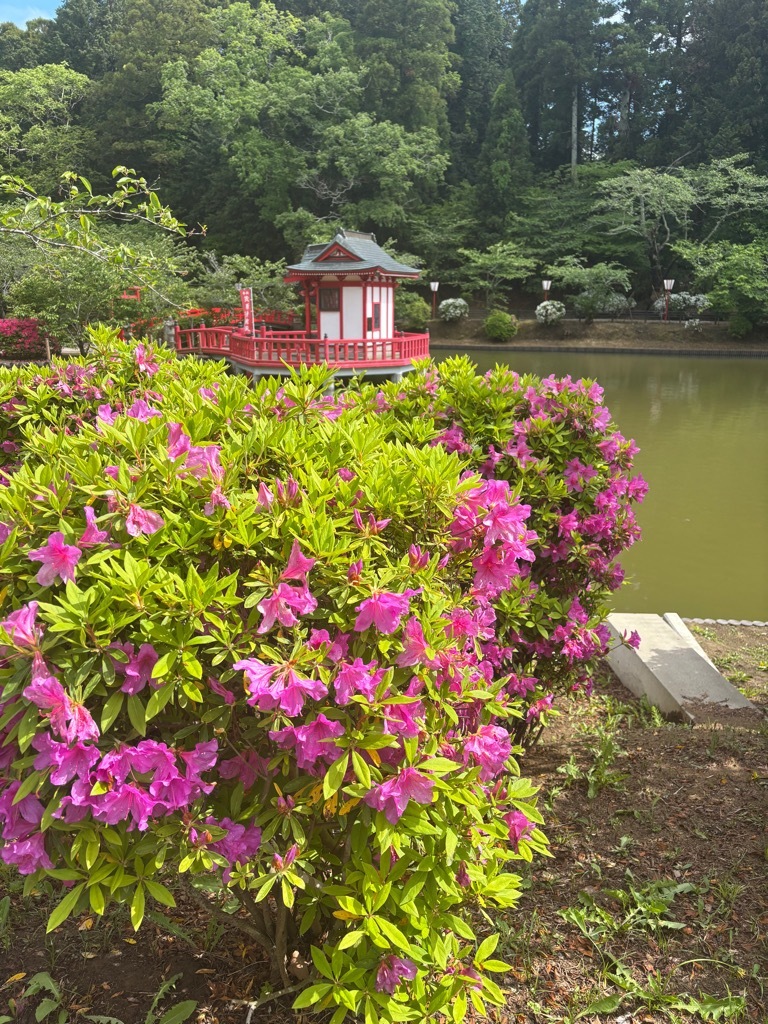 北側園路　つつじ開花状況　4月27日時点