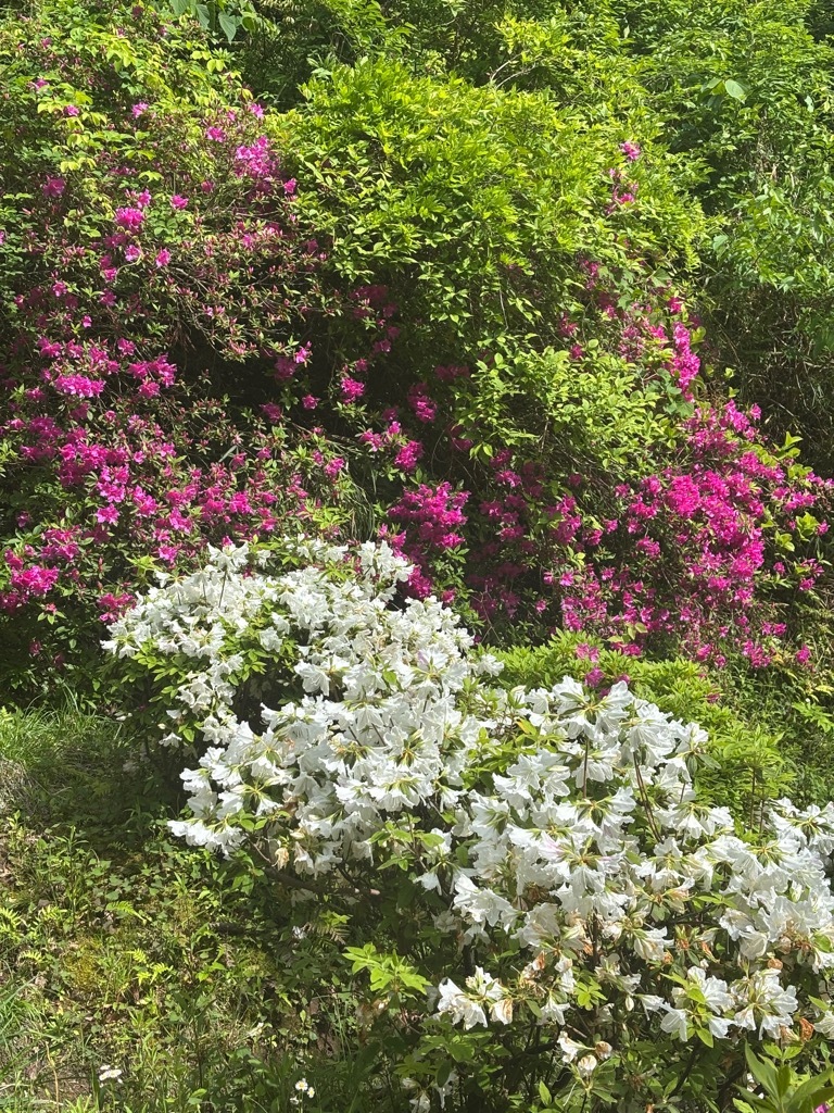 園内　つつじ開花状況　4月27日時点