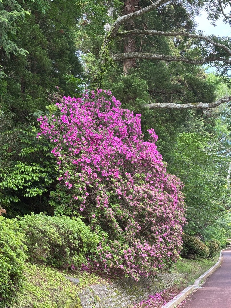 園内南側　つつじ開花状況　5月8日時点