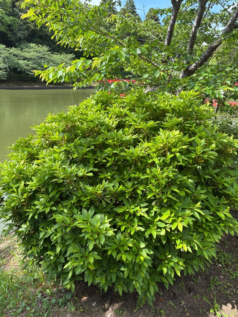 園内北側　つつじ開花状況　5月8日時点