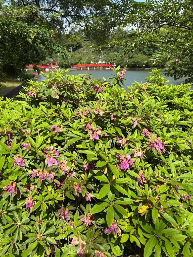 園路入口付近　つつじ開花状況　5月8日時点