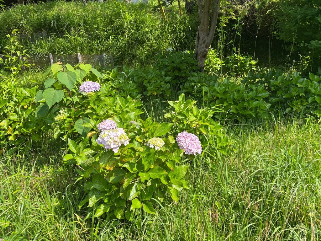 茂原公園　アジサイ開花状況　6月12日時点