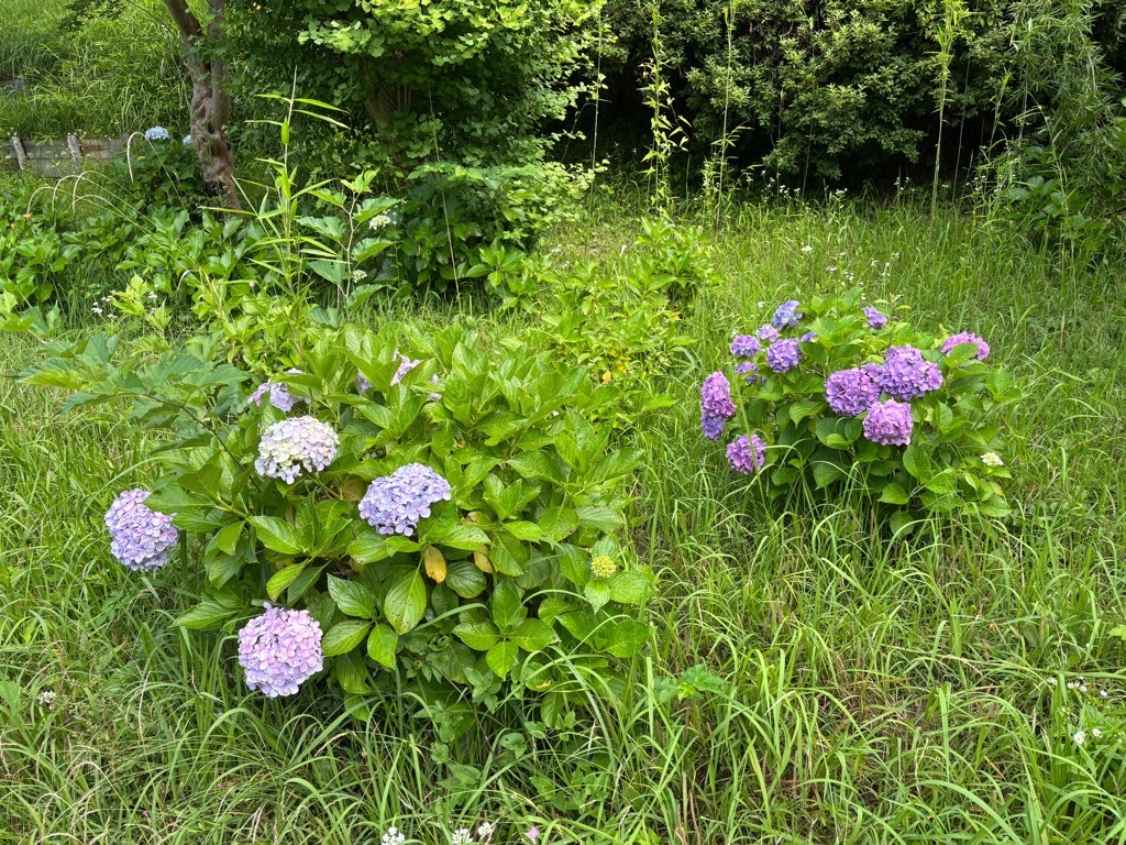 令和8年6月19日時点　アジサイ開花状況