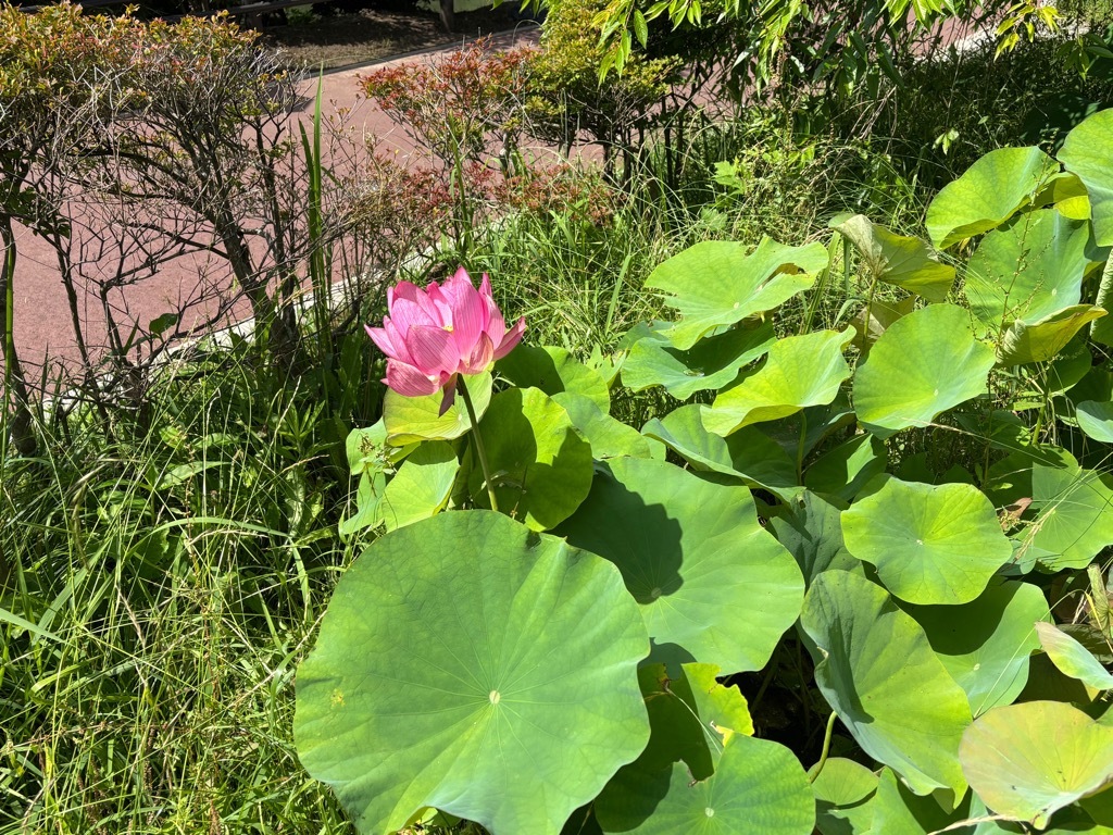 蓮　開花状況　6月19日時点