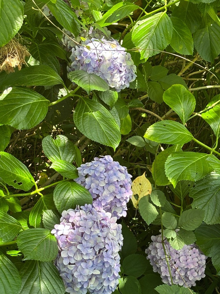 茂原公園内　アジサイ開花状況　7月14日時点