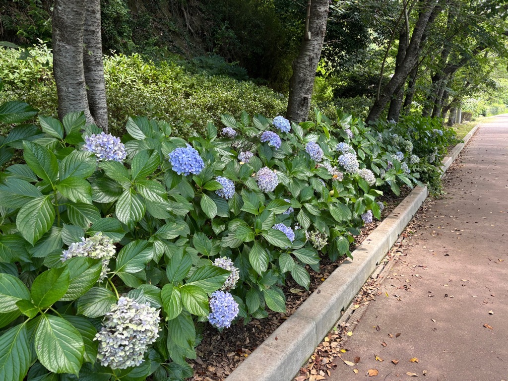 弁天湖付近　アジサイ開花状況　7月14日時点